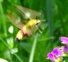 Hemaris fuciformis